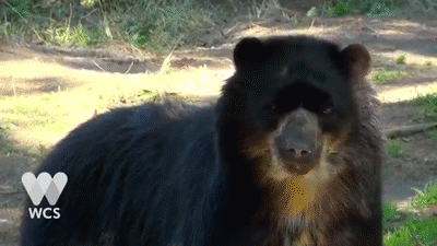 New Andean Bear at Queens Zoo